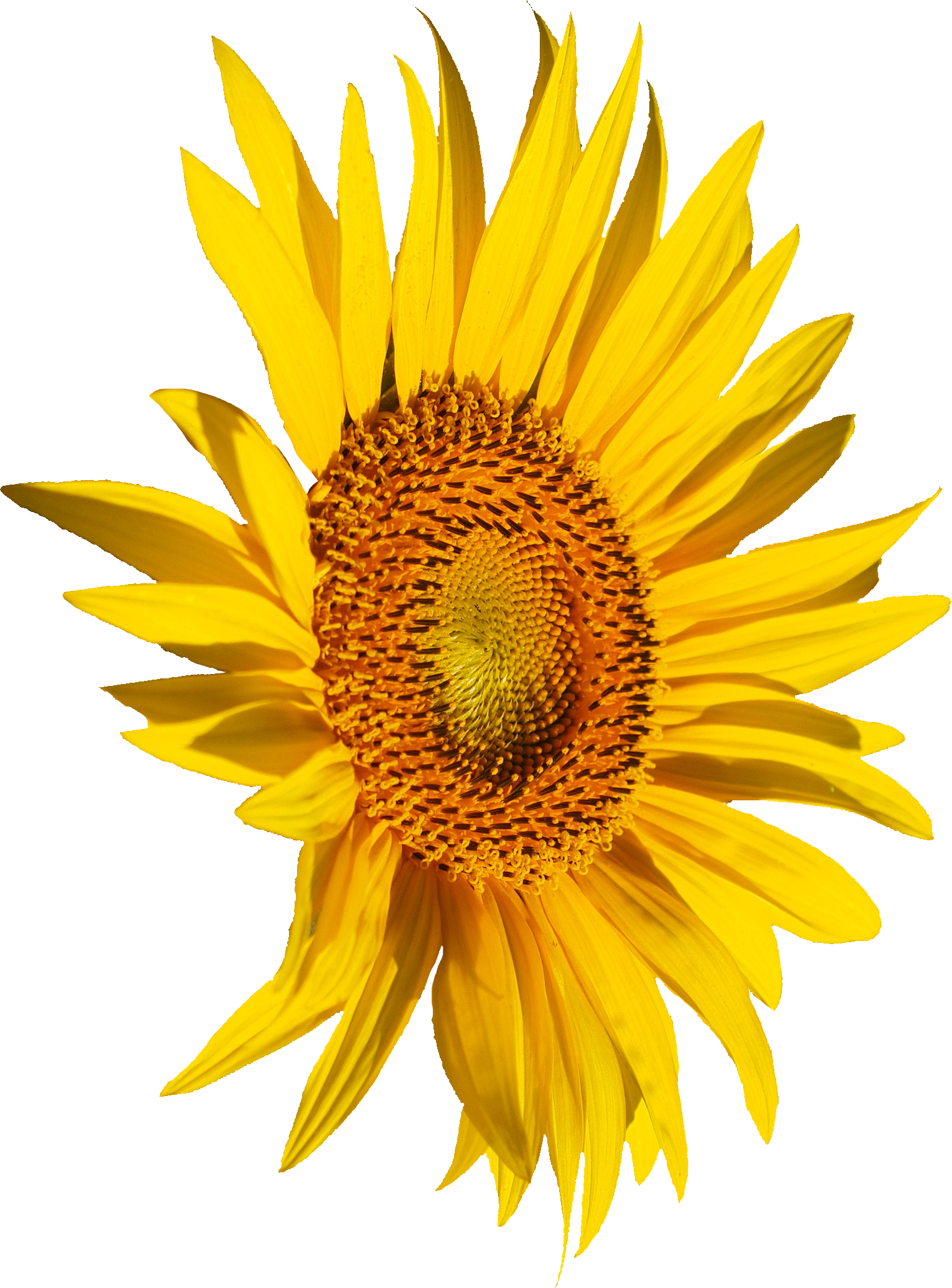 Free Free 329 Transparent Background Simple Sunflower Clipart SVG PNG EPS DXF File