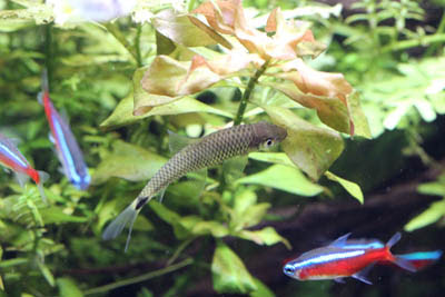 最近噂の実力派コケ取り魚 シルバーフライングフォックス 熱帯魚 アクアリウム情報マガジン