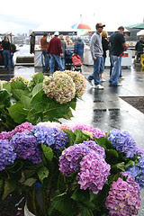Hydrangreas at the Markets