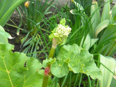 ルバーブの花 Cottontulip My Favorite Since 05 06 16