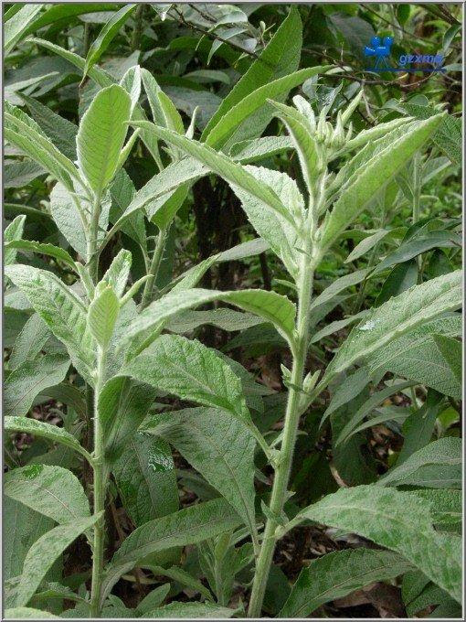 中药艾纳香功效 每日头条