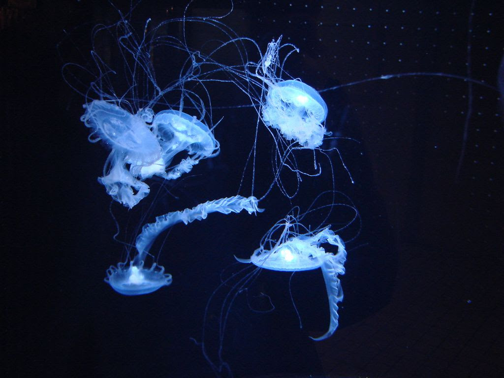 ミニネットzoo ミズクラゲ目オキクラゲ科