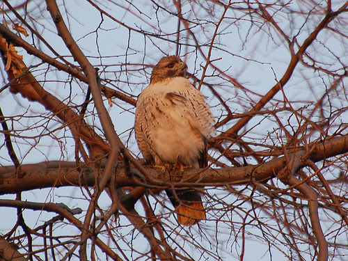 Riverside Park Male Red-Tailed Hawk