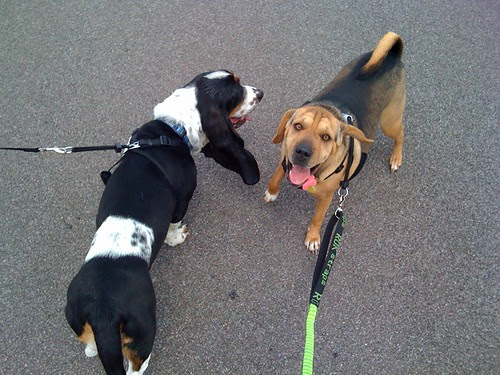 mutt strut