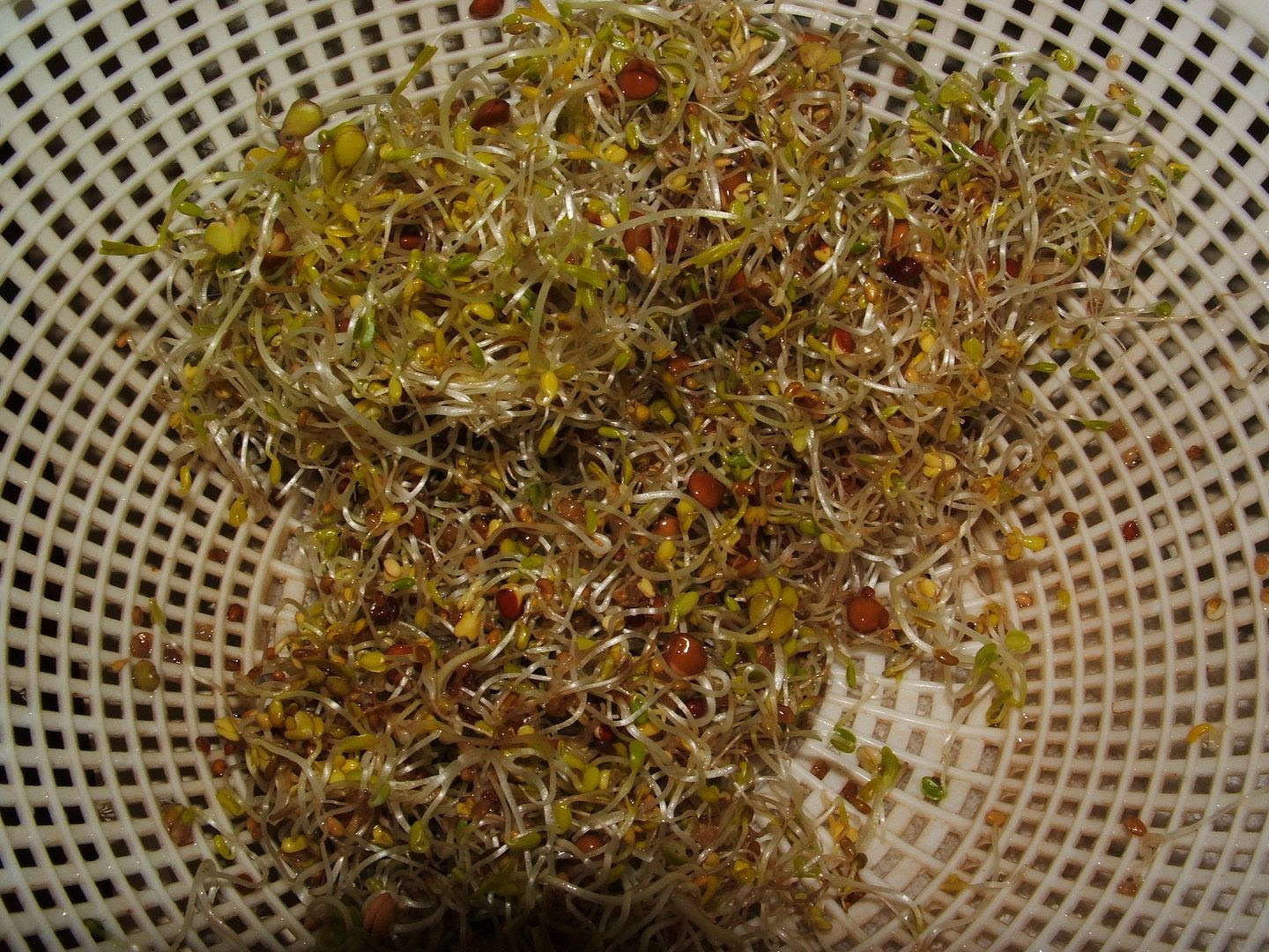 Sprout topped soups by Angie Ouellette-Tower for godsgrowinggarden.com photo 001_zps0bd1b664.jpg