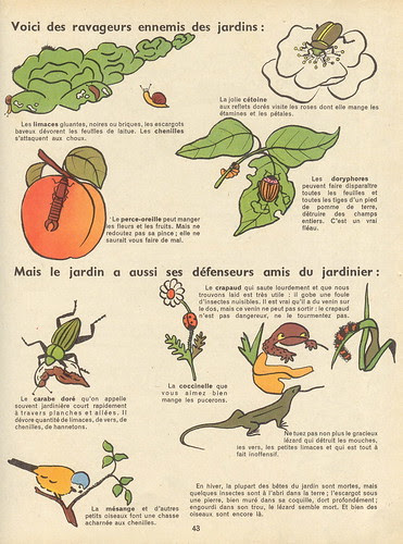 fleursfruitsbetes 42