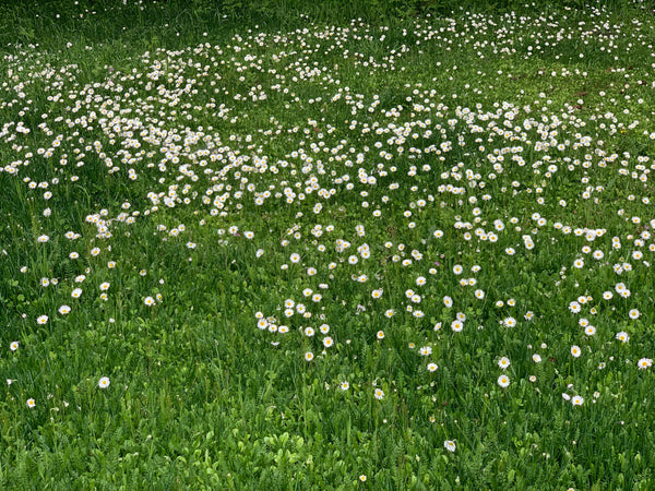 Pt 757 Fleur De Lawn Blanche Pro Time Lawn Seed