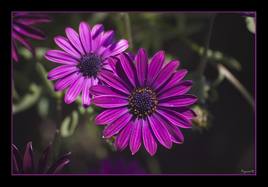 Violet & Daisy