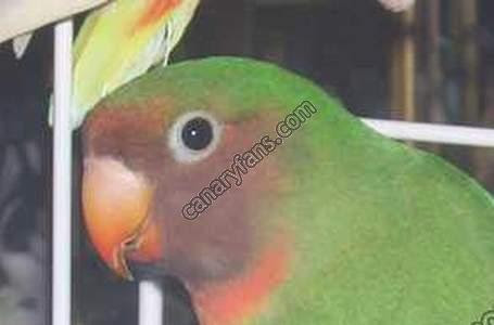 صورة