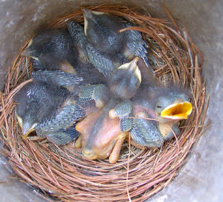 Bluebird Nestling Day 1 21 Time Sequence Photos