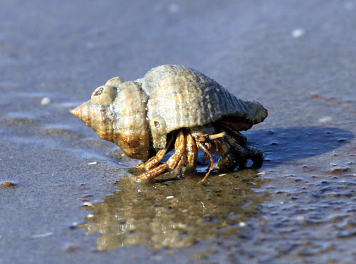 Horseshoe Crab walking on oily sand