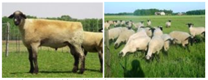 Domba Hampshire