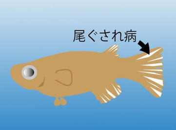 メダカの病気 花小屋