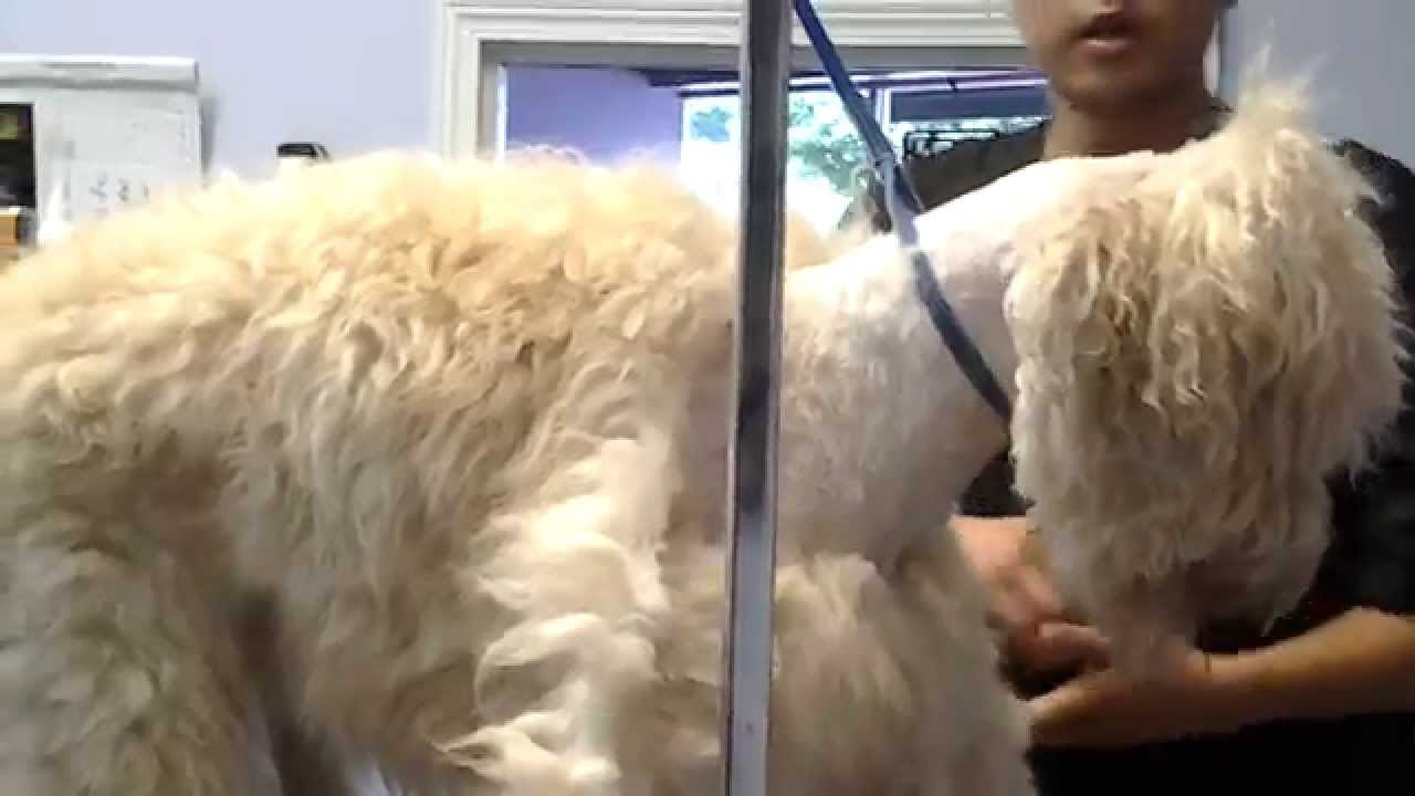 15 Top Pictures Matted Cat Hair Close To Skin - How to Groom an Old Cat With Matted Cat Hair