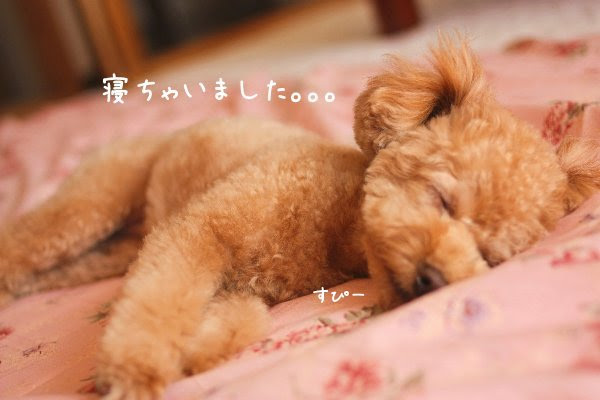 画像 動画 トイプードルの可愛い寝顔と睡眠特集 ペットの窓口アニーマガジン