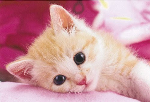 猫動画 びっくりマリオジャンプ ねこガンプ