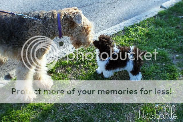 Poodle & Airedale Terrier