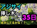【印刷可能】 あじさい の 育て 方 挿し木 202794