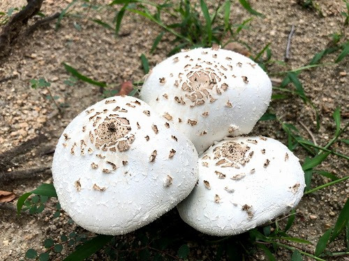 これはなんだ 毒キノコだ オオシロカラカサタケ が庭に生えました 誤って食べると生死をさまよう 危険な毒キノコです 気温が下がる雨の後に 急にキノコが大量発生 したりするようです 松葉博雄の社長研究室