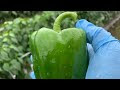 [10000印刷√] ピーマン 病気 写真 342797-ピーマン病気写真動画