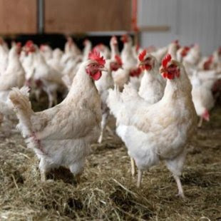 Newly implemented rules will change the way we process chicken in the U.S.
