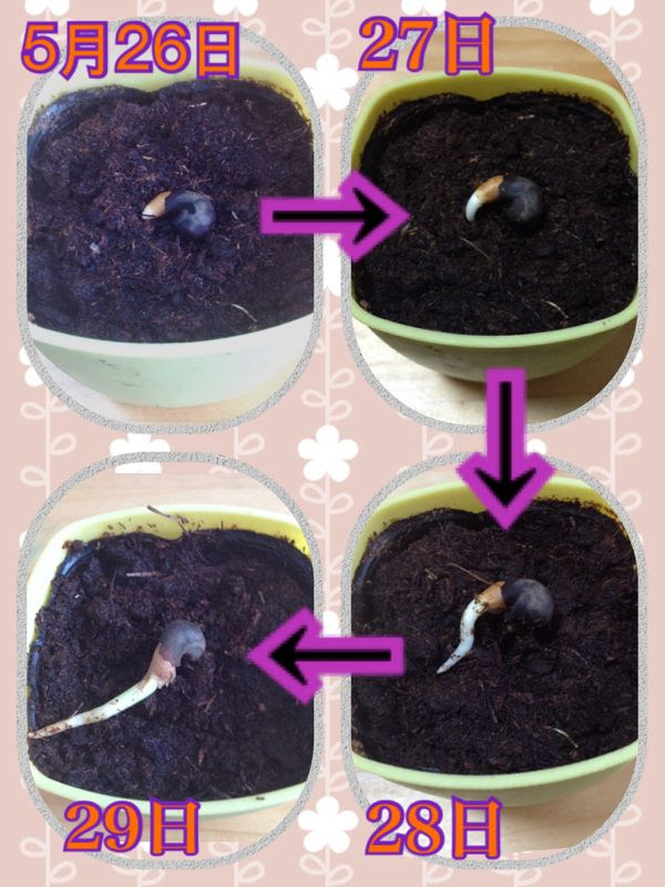 バオバブ 発根過程 発芽 アダンソニア ディギタータ 日々徒然に 楽天ブログ