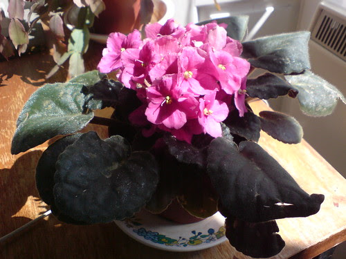 pretty flowers pictures