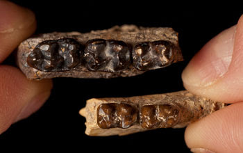 Photo of Sifhippus teeth at its largest size compared with teeth of same species after size shrank.