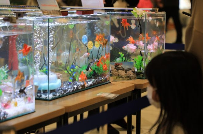 イベント 大人顔負けの発想 アイデア満載 金魚水槽コンテスト 金魚のおうち選手権 参加中学生密着ドキュメント 奈良県大和郡山市 キワメテ 水族館