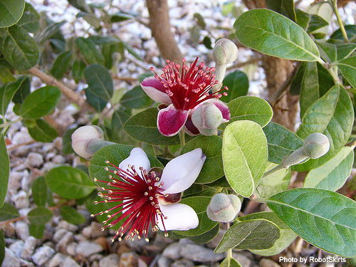 フェイジョアの育て方