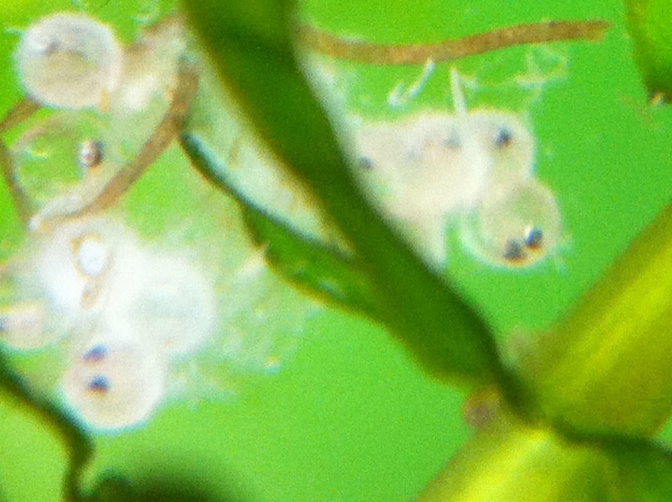 ブログのブログ めだか