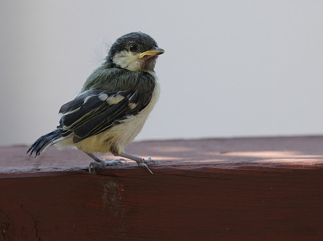 IMGP4237_t_f-s.jpg
