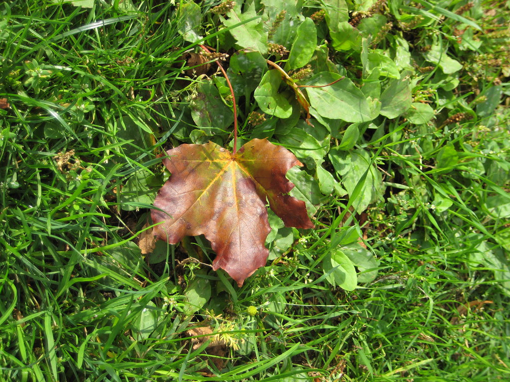Otoño sobre verde
