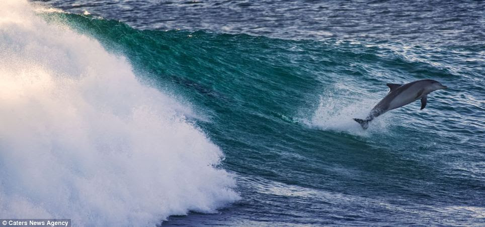 Losing out: Trent's surfing was completely eclipsed by the stunts of the camera-shy dolphins who shared the surf with him that day