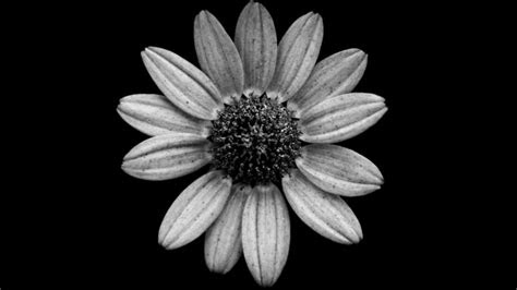 jason mcgroarty takes black  white flowers