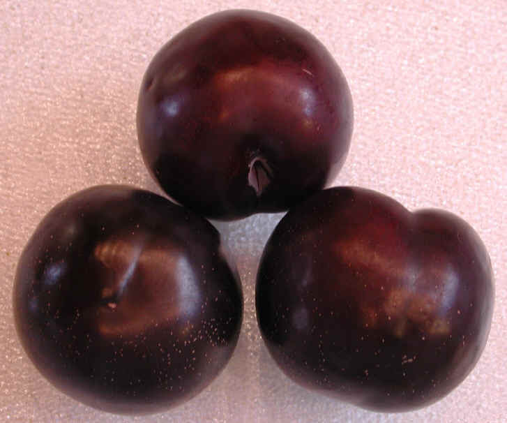 Black Plums - Ingredients Descriptions and Photos - An All-Creatures