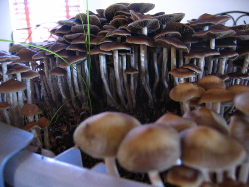 can  change your life make so new