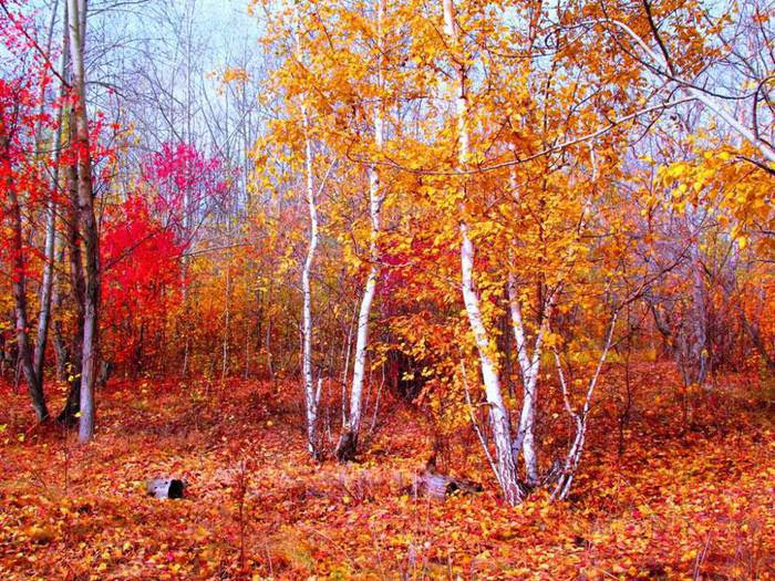 3623822_Breschuk_Sergei (700x525, 119Kb)