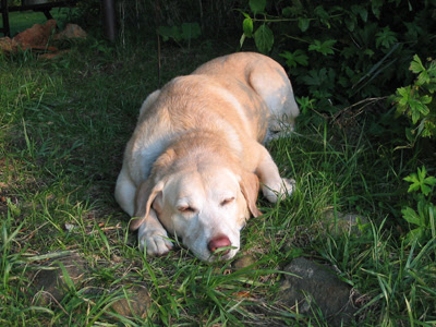 Resting in Willow Glade