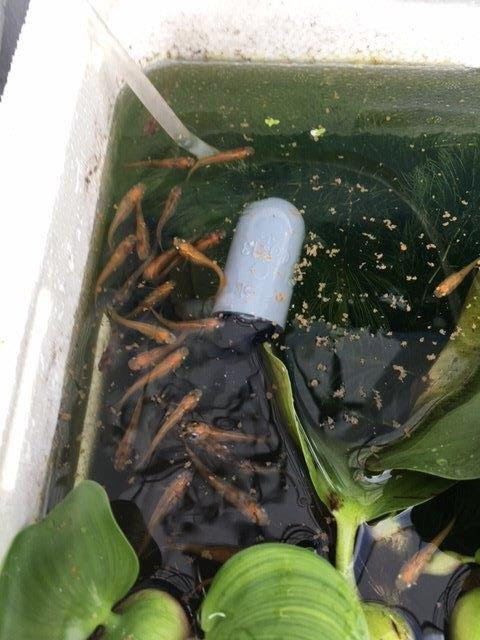 10月のメダカは越冬準備にむけて水槽の整理や片付けをしないといけない季節のようです