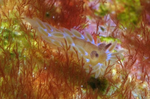 Amazing Sea Slugs (31 pics)