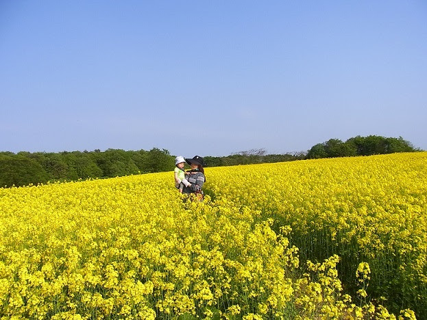 協和小種 菜の花畑 大仙市観光物産協会 どど んと大仙市