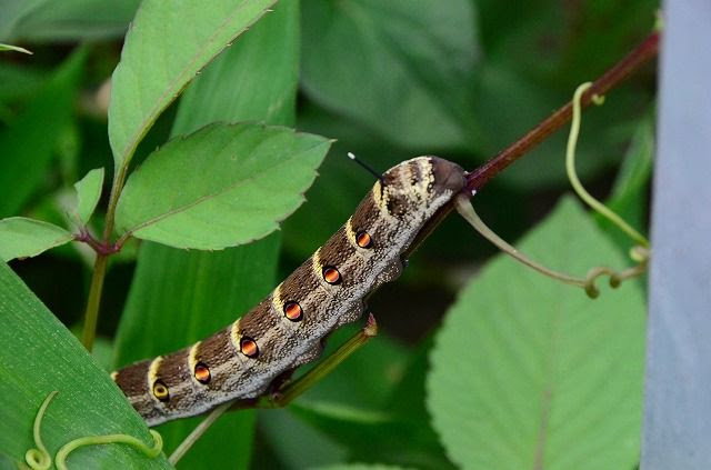蛾の幼虫 綾瀬の風物詩
