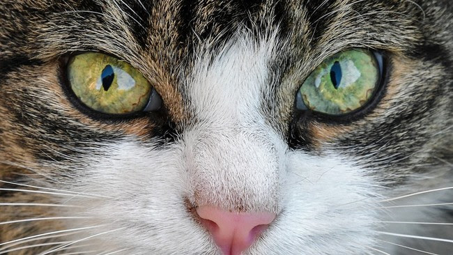Cat 2969932 960 720