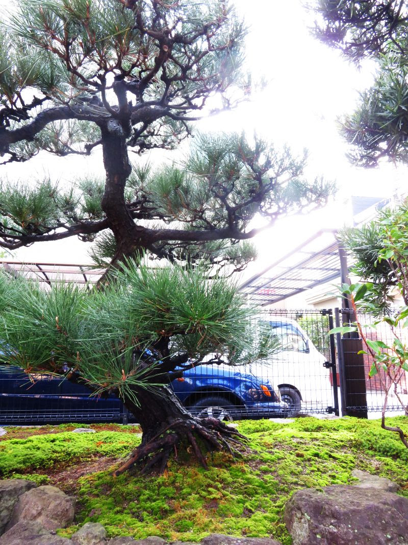 庭づくり植木のことなら 梅鉢園