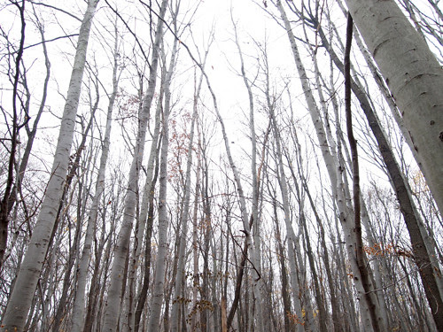 grey trees