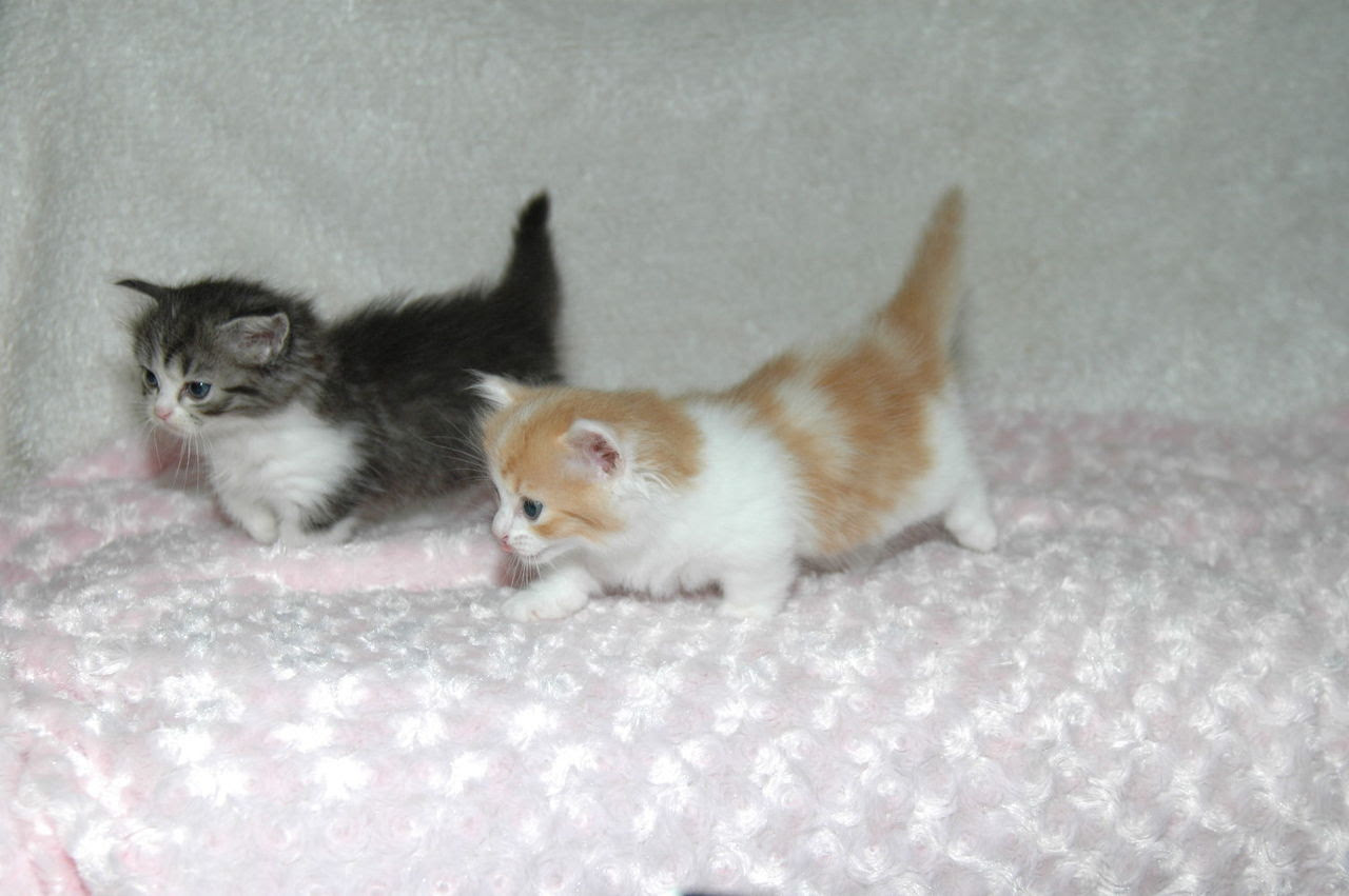 猫の中で一番かわいい猫は そしてホームセンターで体験した悶えてとぼとぼと帰った話 継続していくことに意味がある