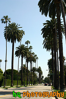 sunset blvd palm trees