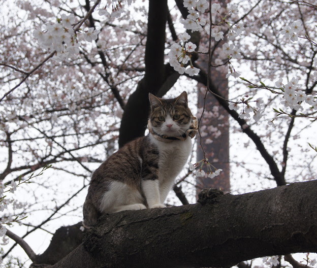 桜猫 上野公園にて Photo Sharing Photozou