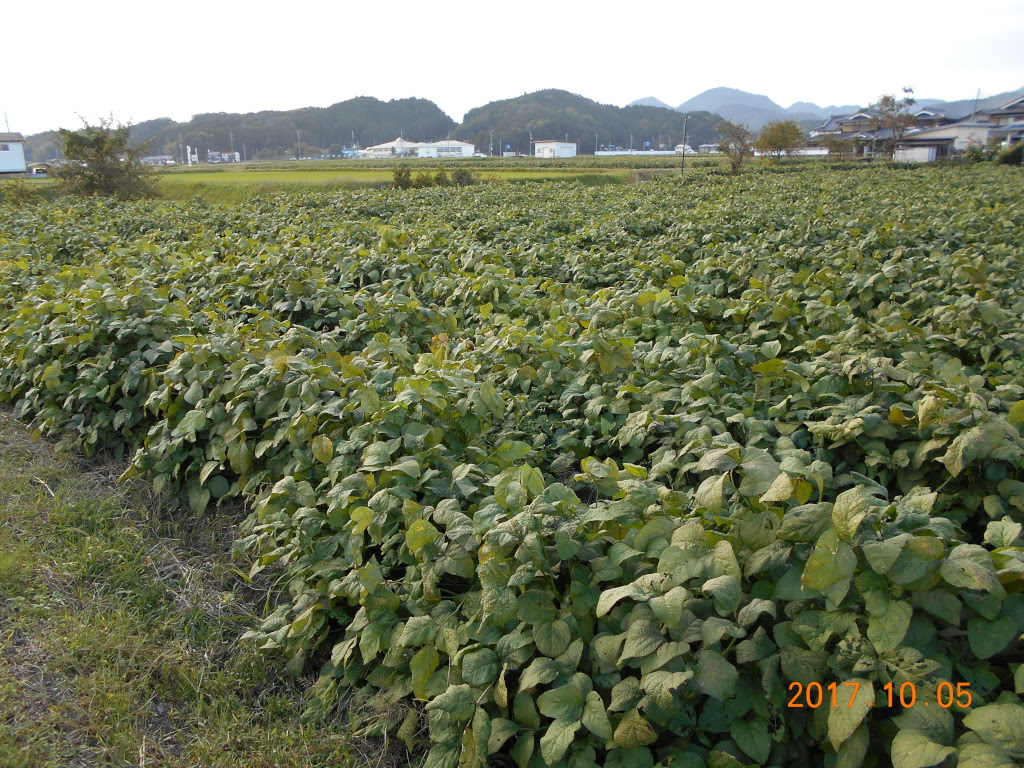 黒大豆の葉取り 農地の土壌分析なら みらい蔵 へ